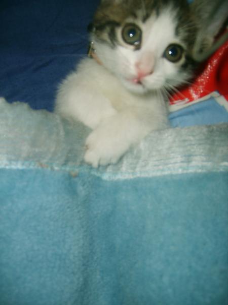  C MON PTIT CHATON 